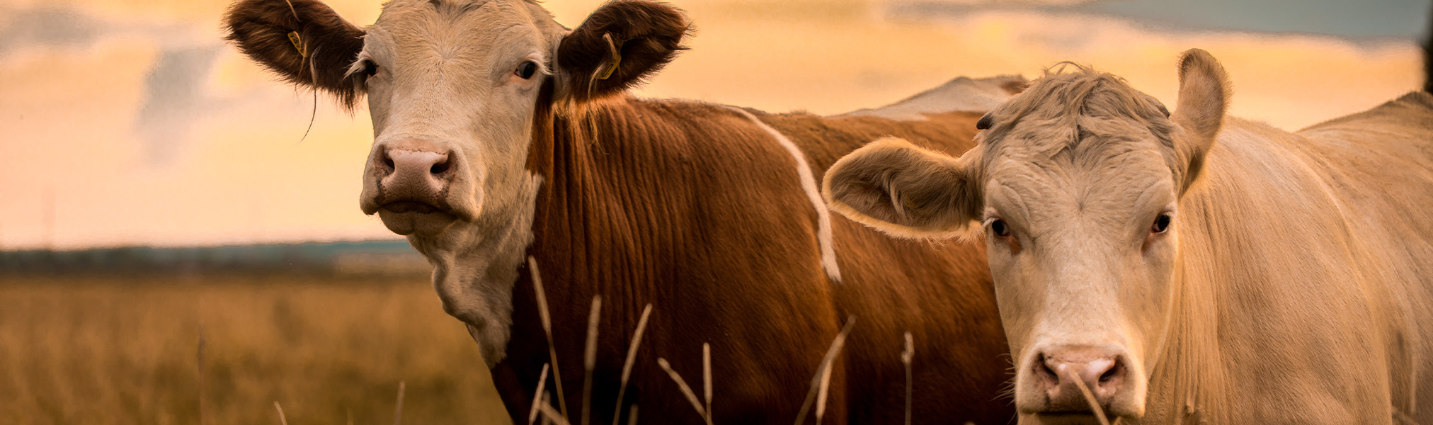 Livelihood with Livestock